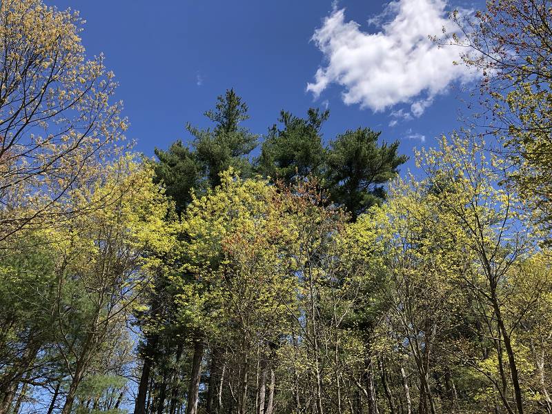 [ Forest in Spring from our porch ]